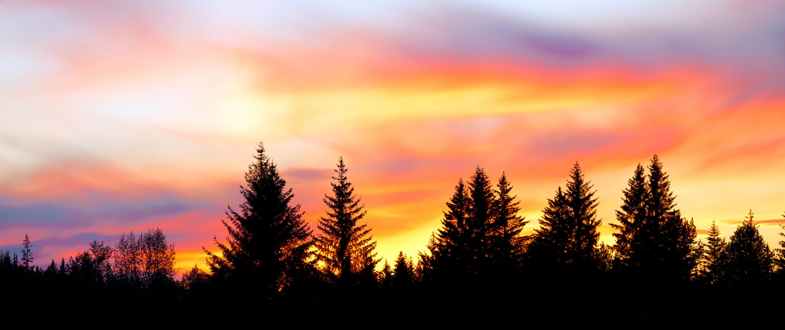 Panorama of a colorful sunset behind silhouetted forest trees